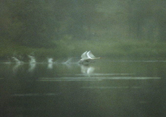 Taking Flight
