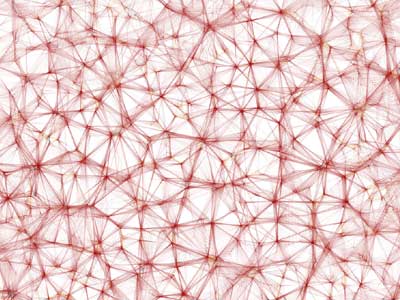 Network